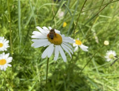 Naturparadies Mensagarten (Impressionen Teil 1)