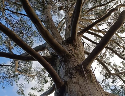 Schülerinnen besuchen Chile